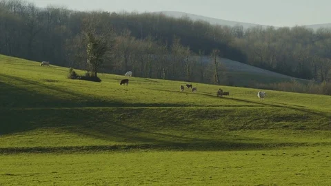 Cows in the Mountain 4k Video stock 71319474