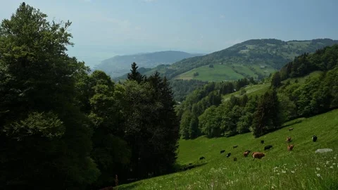 Cows in the mountain. Cattles walking and running on the meadow. Stock Footage 243451952