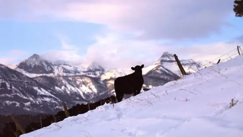 Cows on mountain edge with incredible mountain tip sunset in the distance Stock Footage 146533487