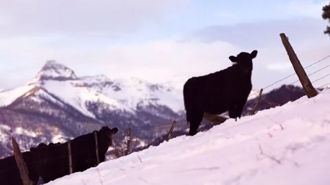 Cows on mountain edge with incredible mountain tip sunset in the distance Stock Footage 146533532
