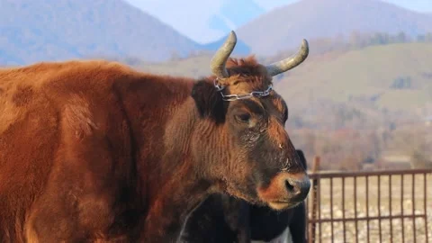 Cows at the mountain farm Stock Footage 236535829