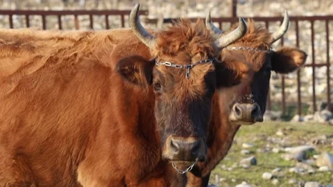 Cows at the mountain farm Stock Footage 236535850
