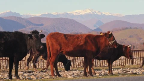 Cows at the mountain farm Stock Footage 236535947
