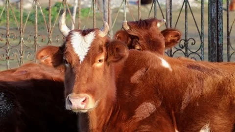 Cows at the mountain farm Stock Footage 236536114