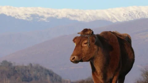 Cows at the mountain farm Stock Footage 236536115