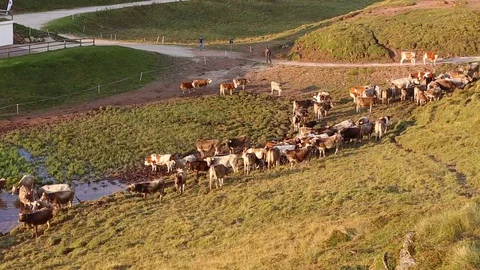 Cows on the mountain  fields in Dolomites Stock Footage 70155781