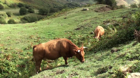 Cows in the Mountain Stock Footage 32008010