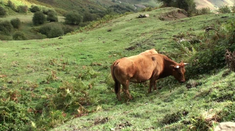 Cows in the Mountain Stock Footage 32008024