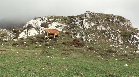 Cows in the Mountain Stock Footage 32008089