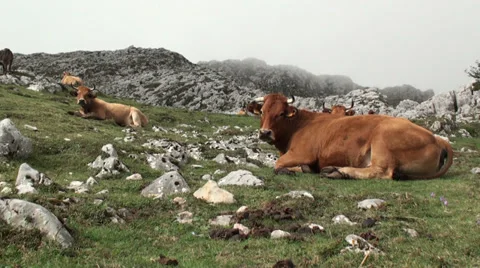 Cows in the Mountain Stock Footage 32008549
