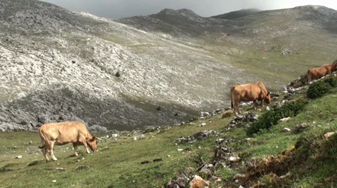 Cows in the Mountain 動画素材 32008553