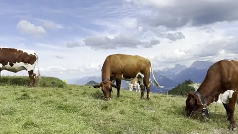 Cows on the mountain Stock Footage 219619222