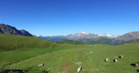 Cows in Mountain - Green pasture Stock Footage 67604017