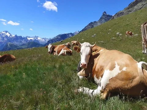 Cows in Mountain - Green pasture in Valtellina Stock Footage