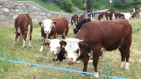 Cows in mountain in Italy Stock Footage 102047149
