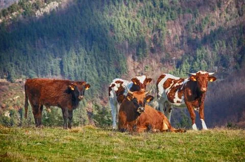 Cows, mountain landscape Stock Photos