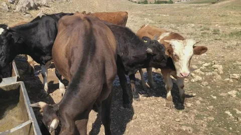 The cows on the mountain lick each other Stock Footage 137568811