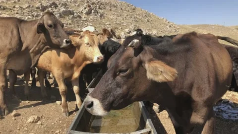 The cows on the mountain lick each other and drink water from the can Stock Footage 137568900