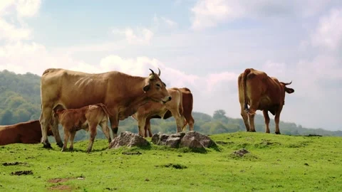 Cows in a mountain meadow Stock Footage 288350093