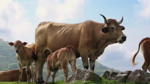 Cows in a mountain meadow Video stock 288350095