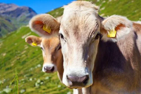 Cows on mountain meadow 스톡 사진