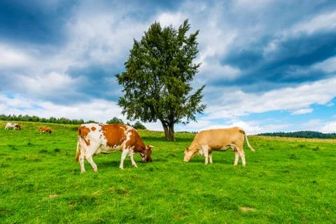 Cows on a mountain meadow Stock Photos
