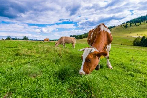 Cows on a mountain meadow 写真素材