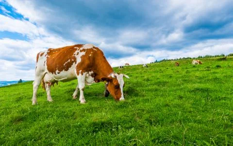 Cows on a mountain meadow 스톡 사진
