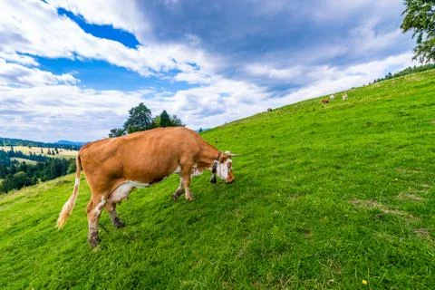 Cows on a mountain meadow Stock Photos