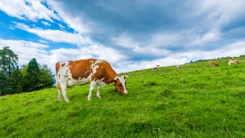 Cows on a mountain meadow 스톡 사진