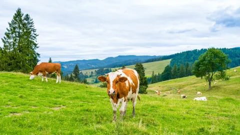 Cows on a mountain meadow Stock Photos