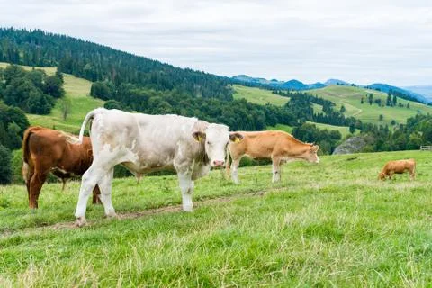 Cows on a mountain meadow Stock Photos