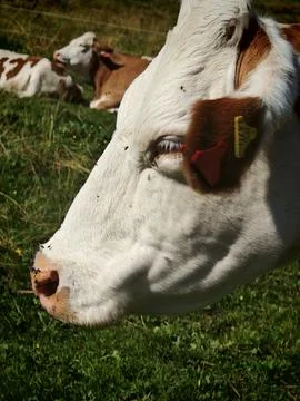 Cows on the mountain in nature Stock Photos
