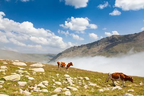 Cows in a mountain pasture against cloudy sky Stock Photos