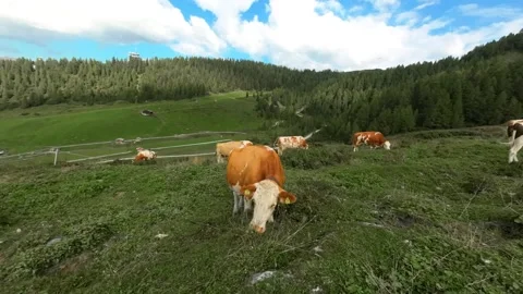 Cows on a mountain pasture in Austria Stock Footage 285526319