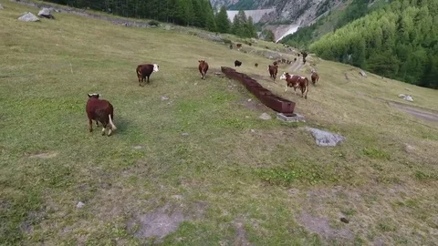 Cows in mountain pasture Stock Footage 77461124