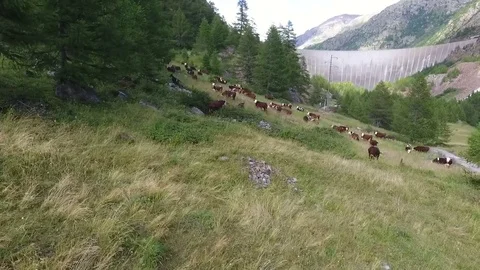 Cows in mountain pasture Stock Footage 77461226