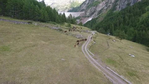 Cows in mountain pasture Stock Footage 77461278