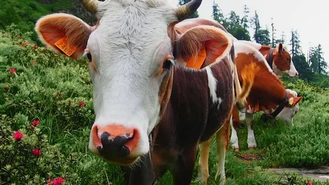 Cows in the mountain in pasture Stock Footage 79477847