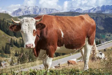 Cows on a mountain pasture Stock Photos