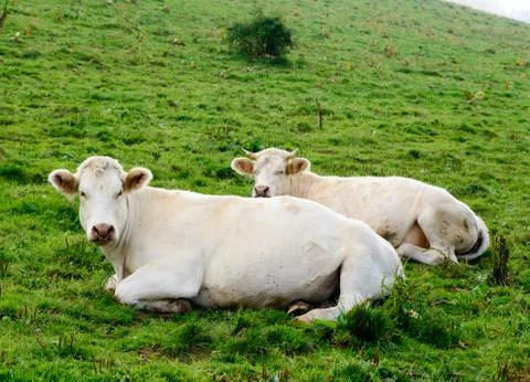 Cows in the mountain pastures Stock Photos