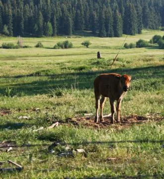Cows in the Mountain 스톡 사진