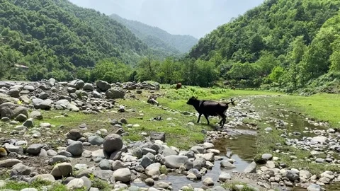 Cows on a mountain river in summer Stock Footage 150665132
