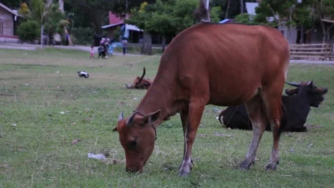 Cows in Mountain Slope Stock Footage 207494795