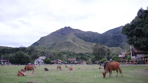 Cows in Mountain Slope Stock Footage 207494824