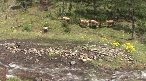 Cows on a mountain stream Stock-Footage 41125559