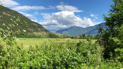 Cows in mountain valley Stock Footage 146990206