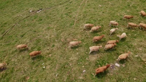 Cows in the mountains  - 235 Stock Footage 310502216