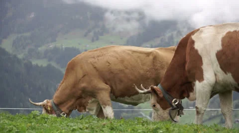 Cows in the mountains Stock Footage 25913513