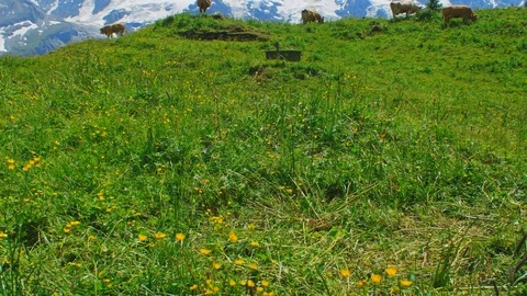 Cows in mountains Stock Footage 98428688